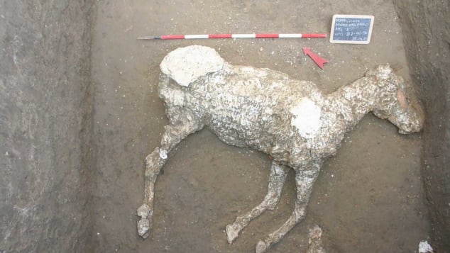The bodies of three thoroughbred horses were discovered in the dig at Civita Giuliana