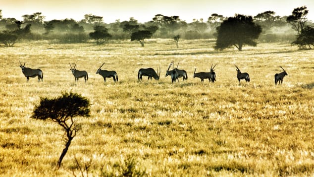 Botswana safari 