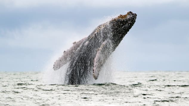 07 things to do colombia - whale watching