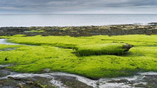 Papa Westray