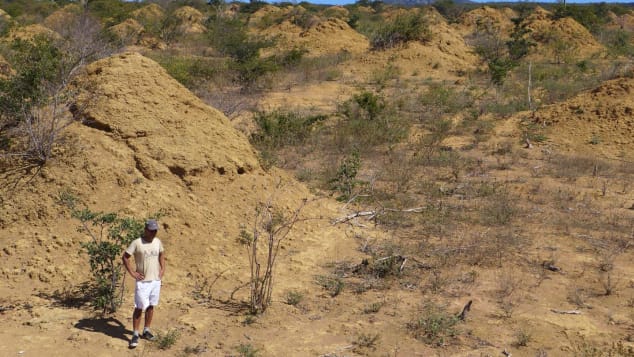 http%3A%2F%2Fcdn.cnn.com%2Fcnnnext%2Fdam%2Fassets%2F181121142841-02-termite-nests.jpg