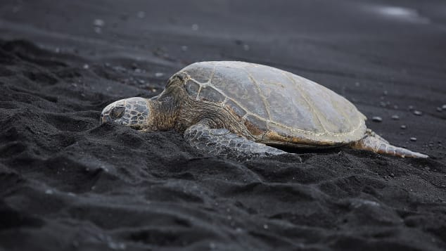 Endangered green sea turtles are easily spotted at Punalu'u black sand beach.