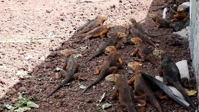 More than 1,000 iguanas were relocated from the Galapagos' North Seymour Island by the national park authority. 