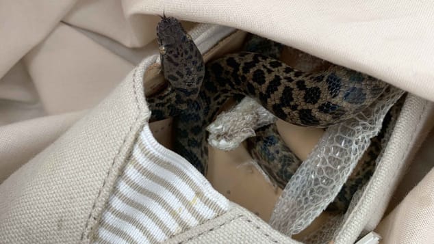 The snake was in a shoe in Moira Boxall's suitcase.