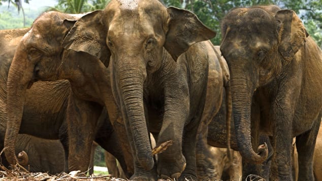 The rainforest is inhabited by Asian elephants, among other wildlife. 