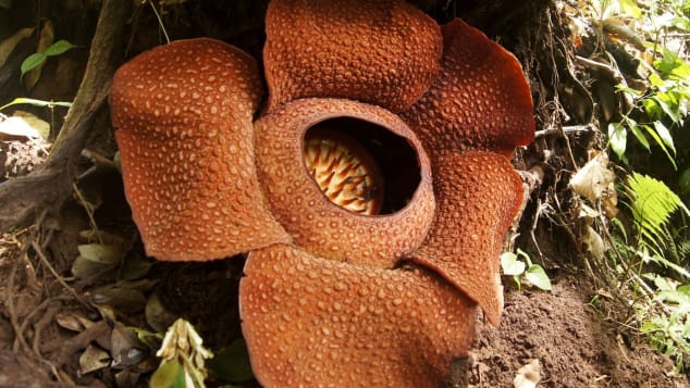 Rafflesia "corpse flowers' are said to produce the largest individual bloom on earth. They also give off an odor of decaying flesh. 