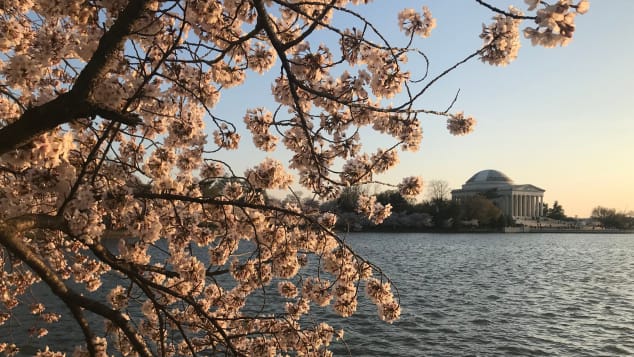 It's almost time to celebrate the National Cherry Blossom Festival in the US capital. 