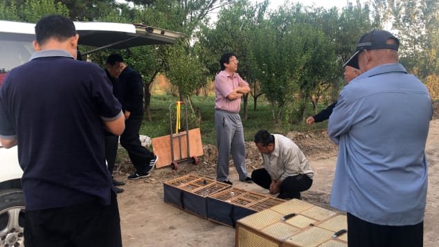 Zhang Yajun wakes early, driving many miles to train his birds.