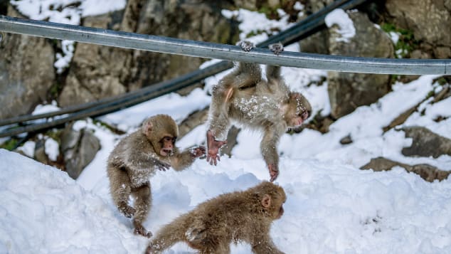 14 jigokundani snow monkey park 