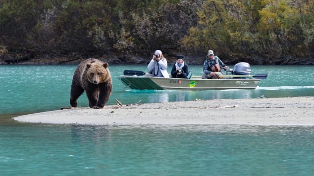 alaska summer bear viewing