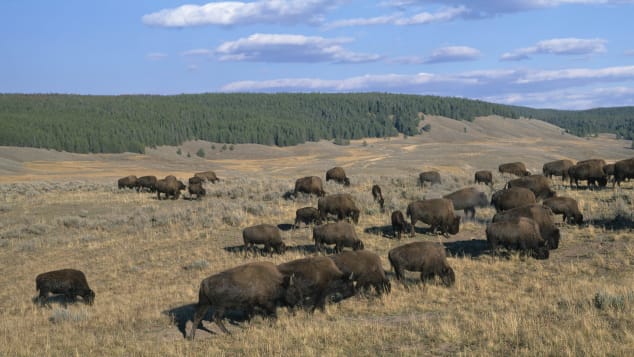 A herd of bison are seen in Hayden Valley at Yellowstone National Park.