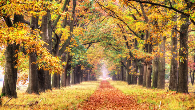 Hoge Veluwe National Park covers more than 5,400 hectares of forest, moors and sand dunes.