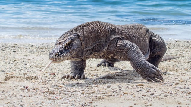 The Komodo dragon, a giant lizard native to Indonesia, is known for their sharp teeth and venomous bites.