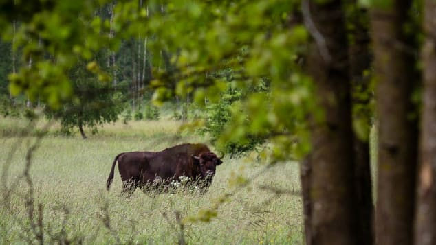 Białowieża National Park is Europe's last remaining primaeval forest.