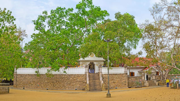 The sacred Bodhi tree at Jaya Sri Maha Bodhi Temple in Anuradhapura, Sri Lanka. 