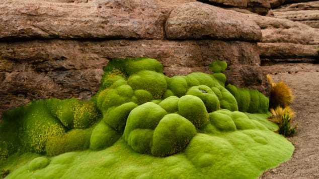 These eye-catching blobs are Andean shrubs that may date back thousands of years.