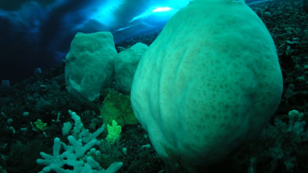 The volcano sponges of Antarctica, Anoxycalyx joubini.
