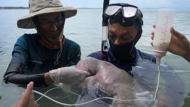 Park officials and veterinarians care for Marium in the waters off Koh Libong in southern Thailand. 