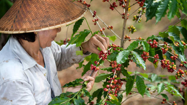 Coffee cherries are harvested -- usually by hand -- between November and February.