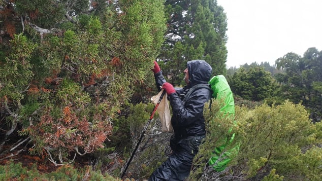 Botanist James Wood is on a mission to collect rare pencil pine seeds. 