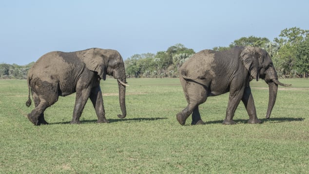 Elephants are a "keystone species" in the Gorongosa ecosystem. 