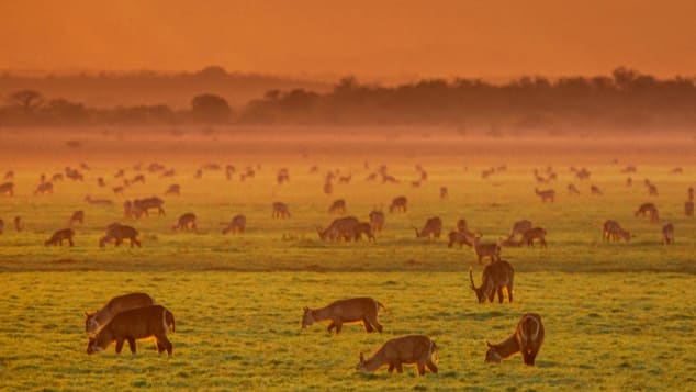 Waterbuck -- a type of large antelope -- graze on Gorongosa's floodplains. 