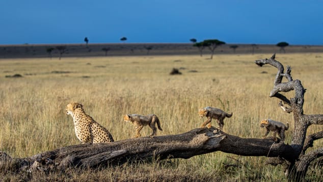 Cheetahs, among the most endangered of the world's big cats, roam the Mara Triangle in Maasai Mara, Kenya.