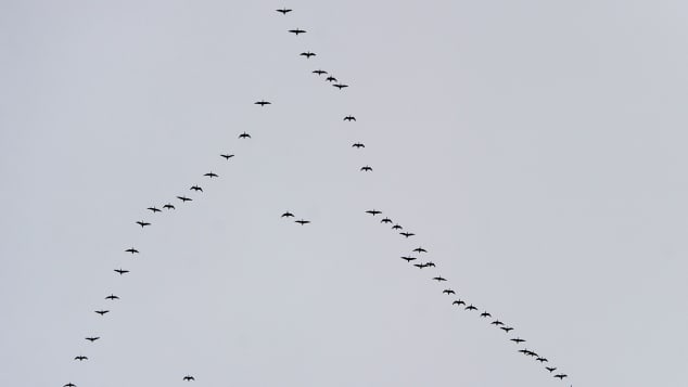 Birds fly in a "V" formation to increase aerodynamic efficencies.