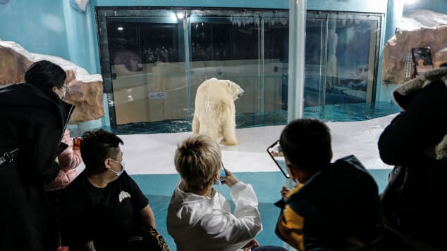 People take photos of a polar bear inside an enclosure at a newly-opened hotel in Harbin.