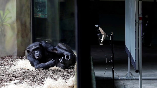 A chimpanzee rests in front of a giant screen inside its enclosure at Safari Park Dvur Kralove.