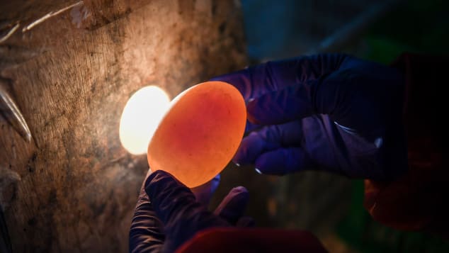 A worker at Jiangsu Gaoyou Duck Co. Ltd uses a light to search for double-yolk eggs.