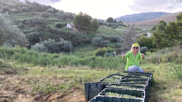 Alexandra Stubbs helping with the olive harvest on Sarah Wolferstan's farm.