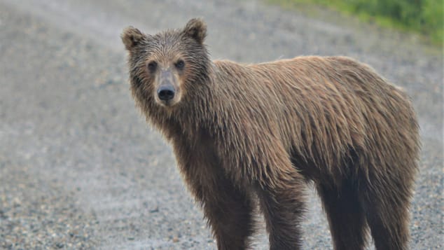 A young grizzly bear crosses the main park road in Denali.