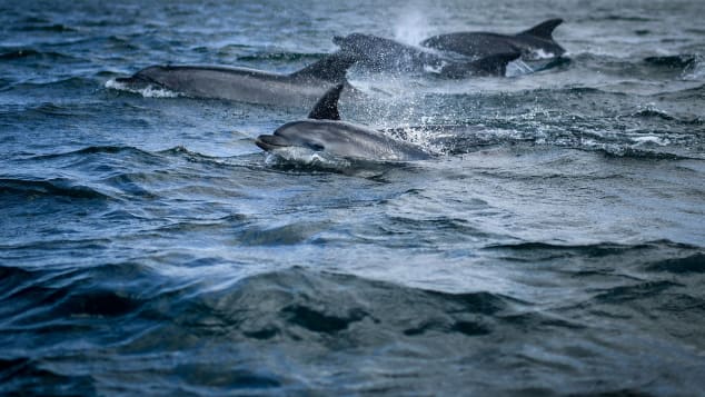 TOPSHOT - Dolphins swim in the Tagus past a boat observing marine species off the coast of Lisbon on August 7, 2021. - Since the start of the Covid-19 pandemic, dolphins have returned to the Tagus estuary in Lisbon, where they have found an unusual calm in less polluted water, thanks to restrictions which have led to a drop in maritime traffic, according to scientists. (Photo by PATRICIA DE MELO MOREIRA / AFP) (Photo by PATRICIA DE MELO MOREIRA/AFP via Getty Images)