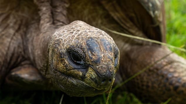 Meet 190-year-old Jonathan, the world's oldest-ever tortoise Http%3A%2F%2Fcdn.cnn.com%2Fcnnnext%2Fdam%2Fassets%2F220126103217-02-oldest-tortoise-jonathan-scli-intl