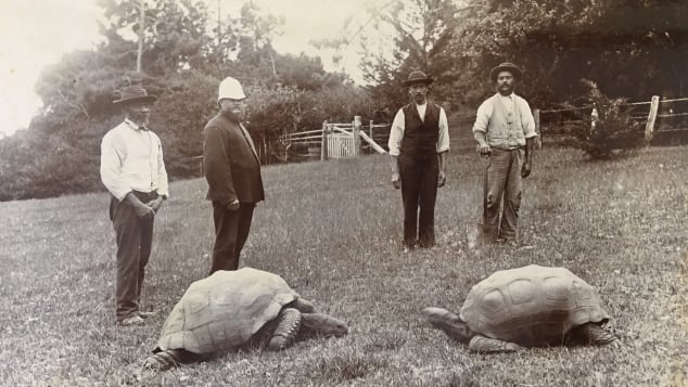Meet 190-year-old Jonathan, the world's oldest-ever tortoise Http%3A%2F%2Fcdn.cnn.com%2Fcnnnext%2Fdam%2Fassets%2F220126130411-03-oldest-tortoise-jonathan-scli-intl