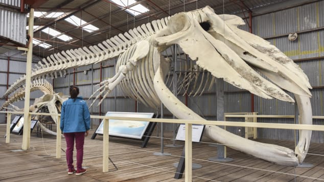 The Albany Historic Whaling Station contains a blue whale skeleton.