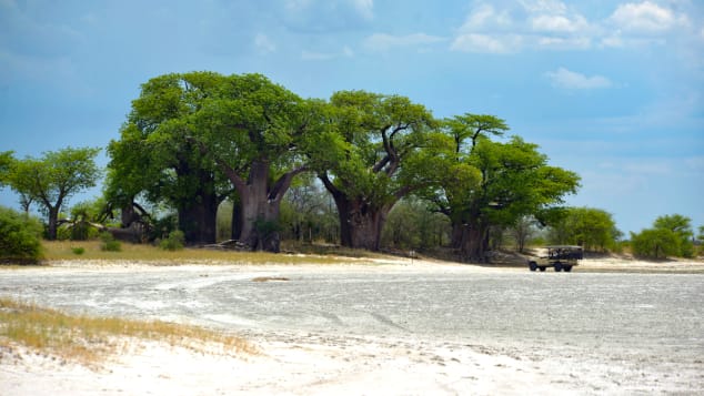 The giant trees have change little in the past 160 years.