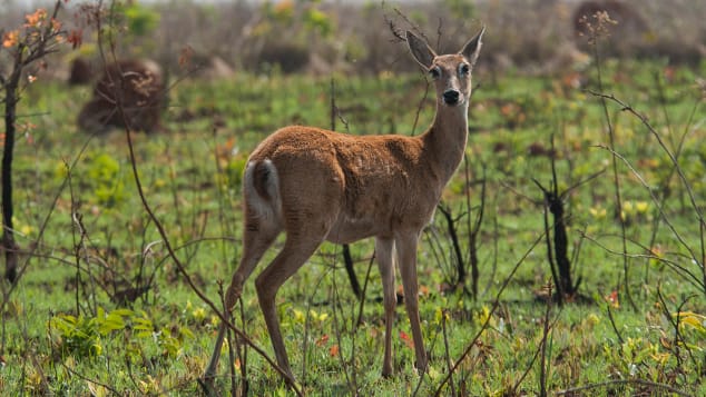 Rusa pampas adalah salah satu dari sekian banyak hewan yang hidup di Taman Nasional Emas.