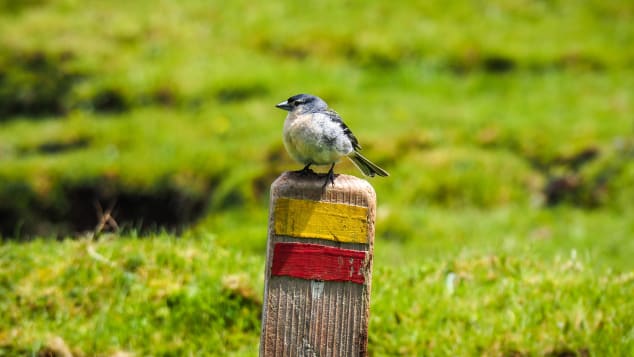 Наблюдаването на птици е популярно занимание на малкото Corvo.