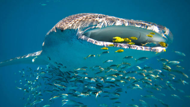 The Ningaloo Reef offers opoortunities to get close to whale sharks. 