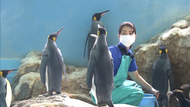 An employee at Japan's Hakone-en Aquarium tries to tempt penguins with mackerel, with little success.