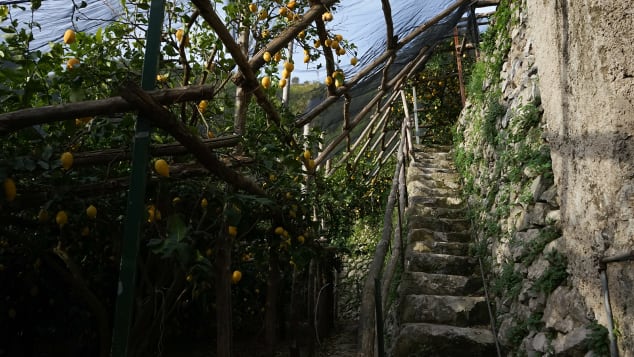 07 Amalfi lemon farmers