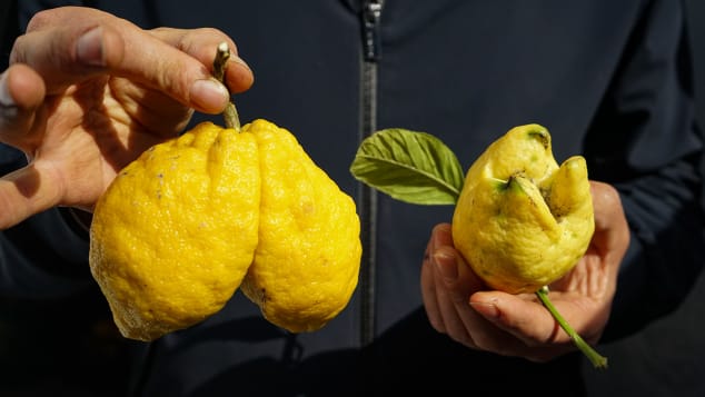 03 Amalfi lemon farmers