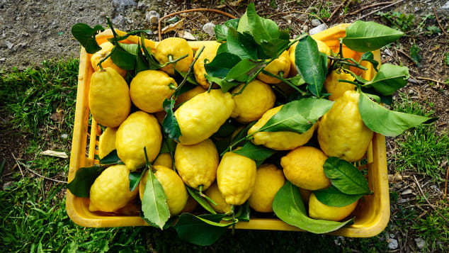 11 Amalfi lemon farmers
