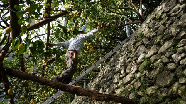 Amalfi lemon farmers-6
