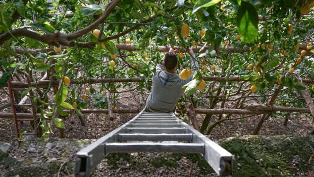 Amalfi lemon farmers-4