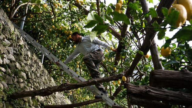 Amalfi lemon farmers-5