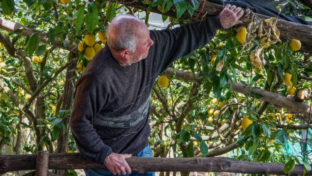 Amalfi lemon farmers-1
