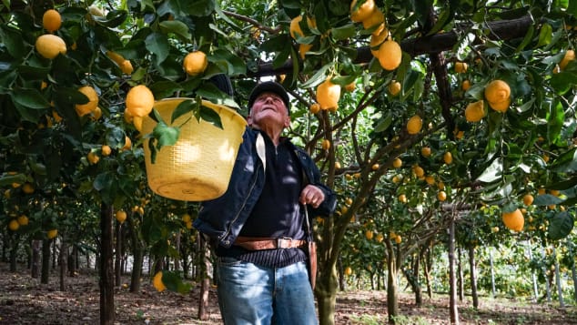 Amalfi lemon farmers-3